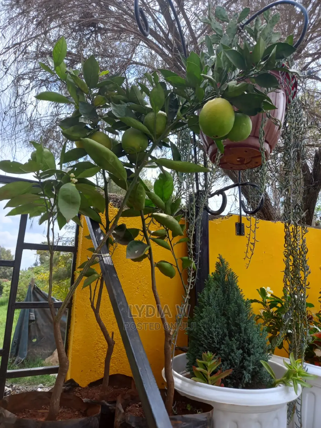 Landscaping and Gardening Services
