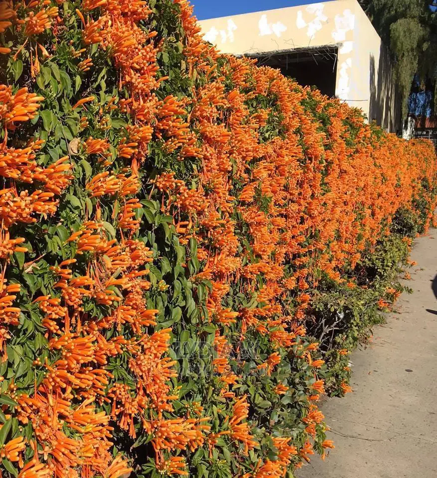 Landscaping and Gardening Services