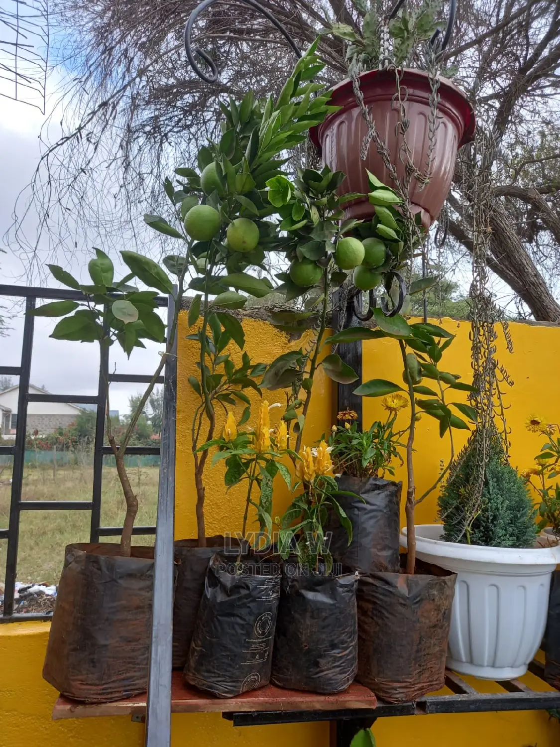 Landscaping and Gardening Services