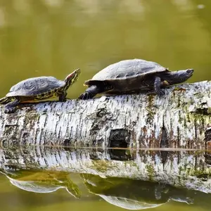 Big Terrapin