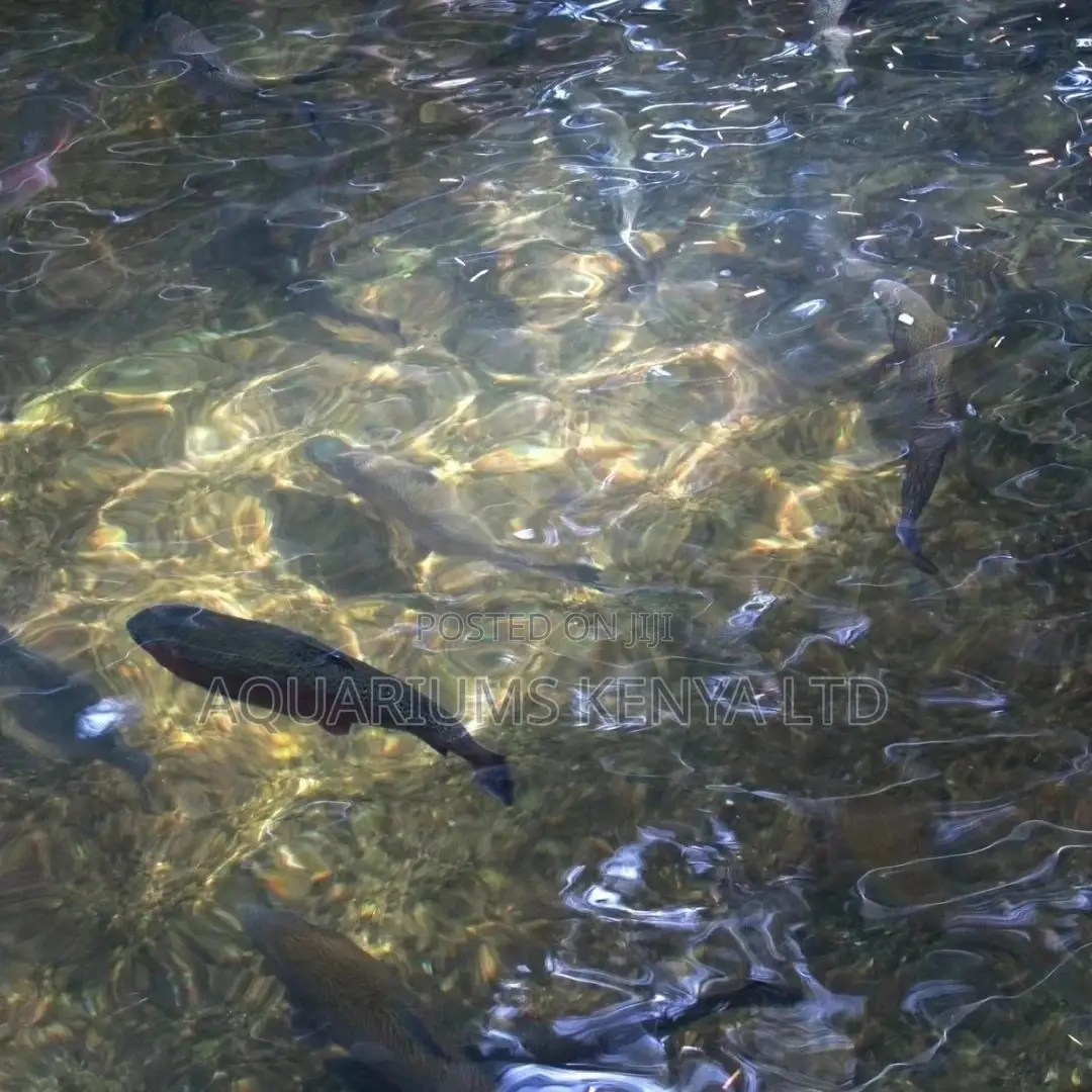 Pond Filtration for Crystal Clear Water