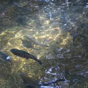 Pond Filtration for Crystal Clear Water