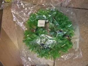 Circular Green Aquarium Plant