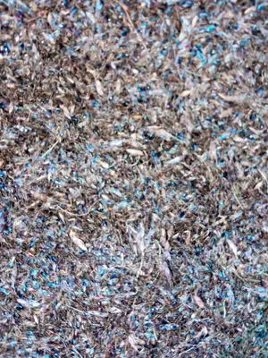 Hybrid Sudan Grass Seeds for Sale