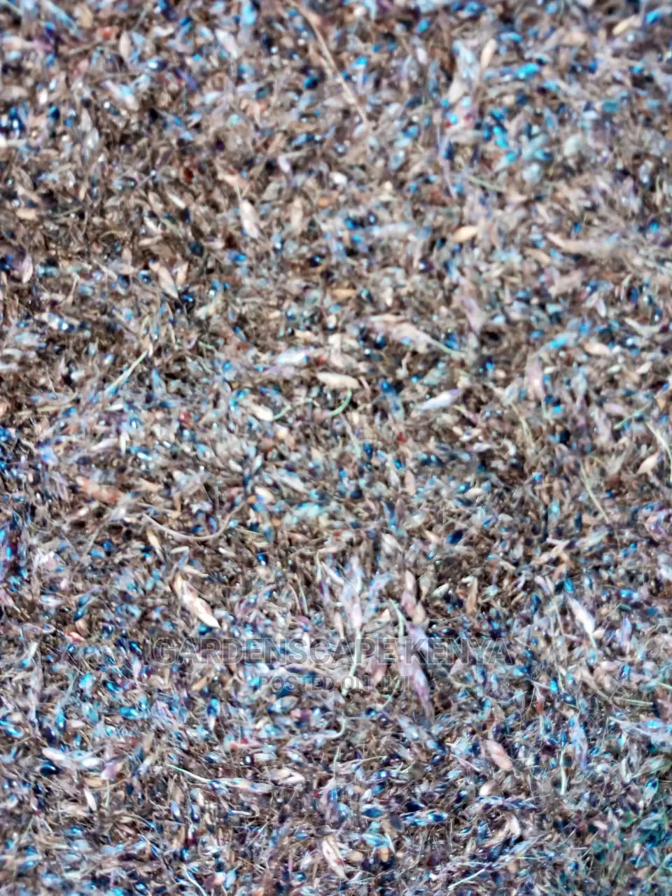 Hybrid Sudan Grass Seeds for Sale