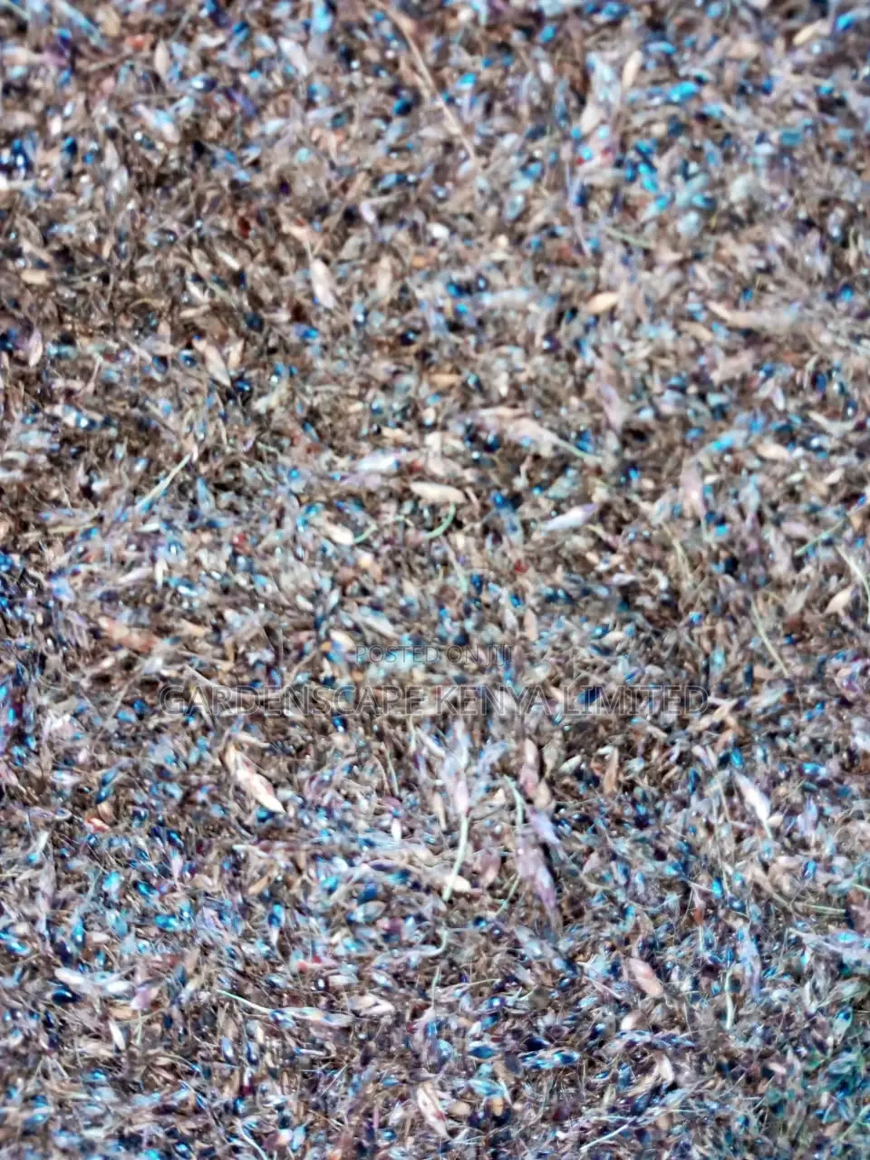 Hybrid Sudan Grass Seeds for Sale