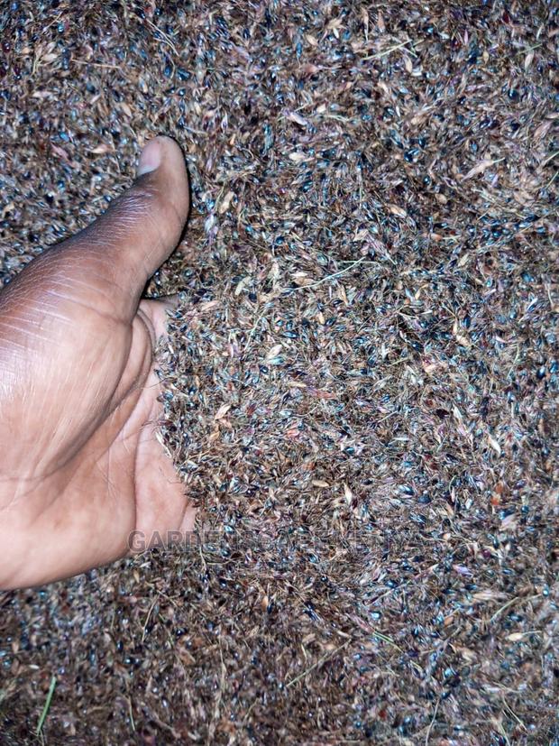 Hybrid Sudan Grass Seeds for Sale