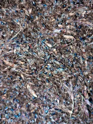 Hybrid Sudan Grass Seeds for Sale