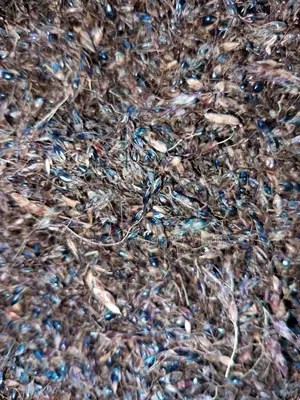 Hybrid Sudan Grass Seeds for Sale