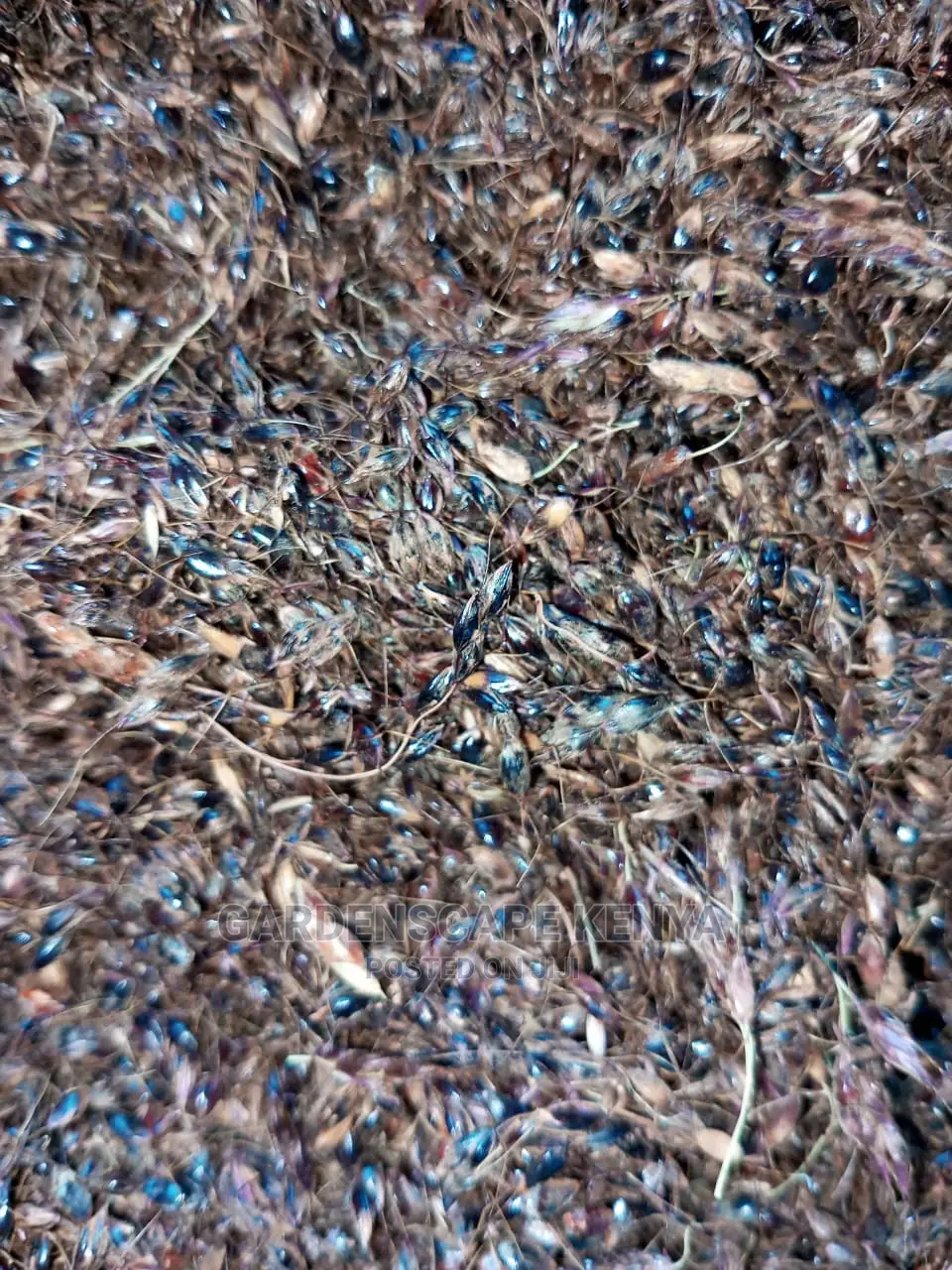 Hybrid Sudan Grass Seeds for Sale