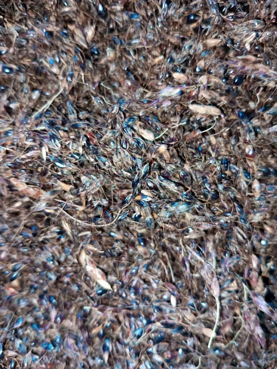 Hybrid Sudan Grass Seeds for Sale