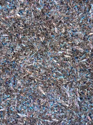 Hybrid Sudan Grass Seeds for Sale
