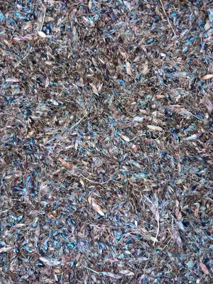 Hybrid Sudan Grass Seeds for Sale