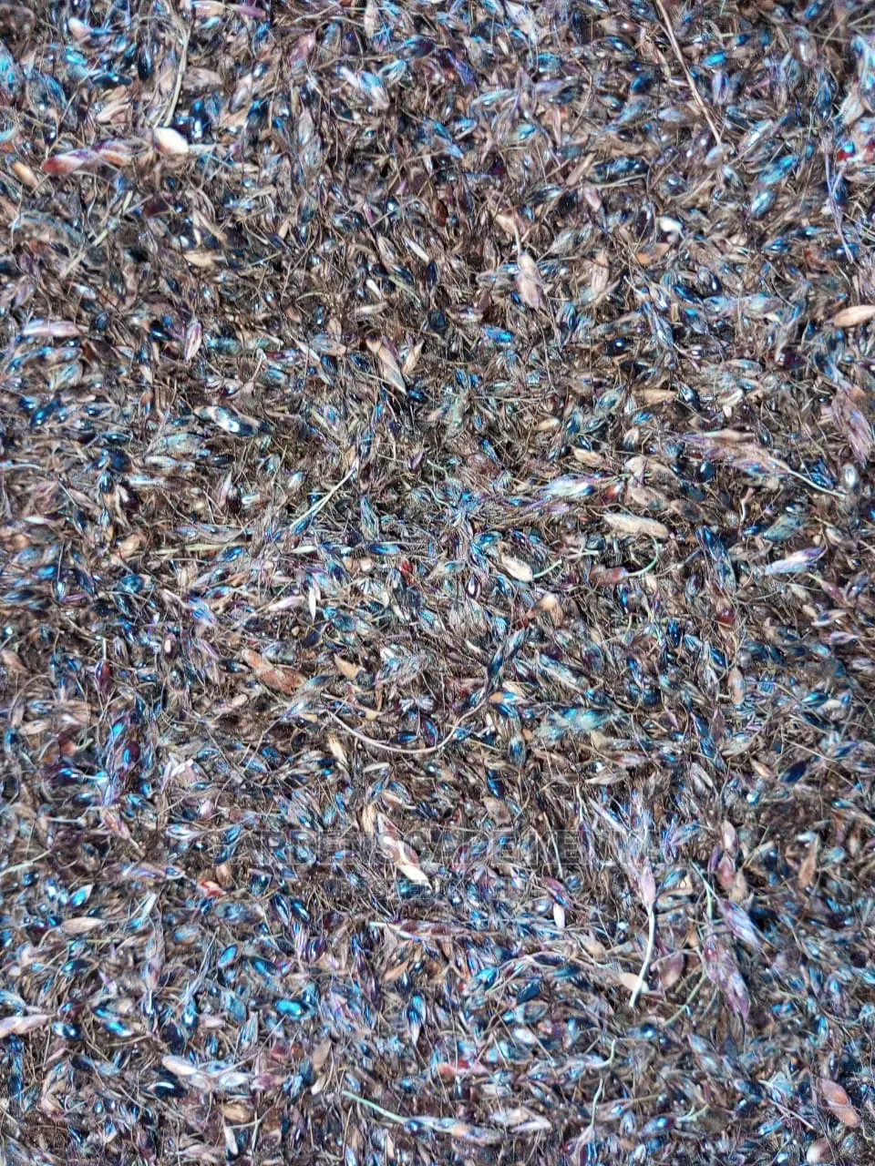 Hybrid Sudan Grass Seeds for Sale