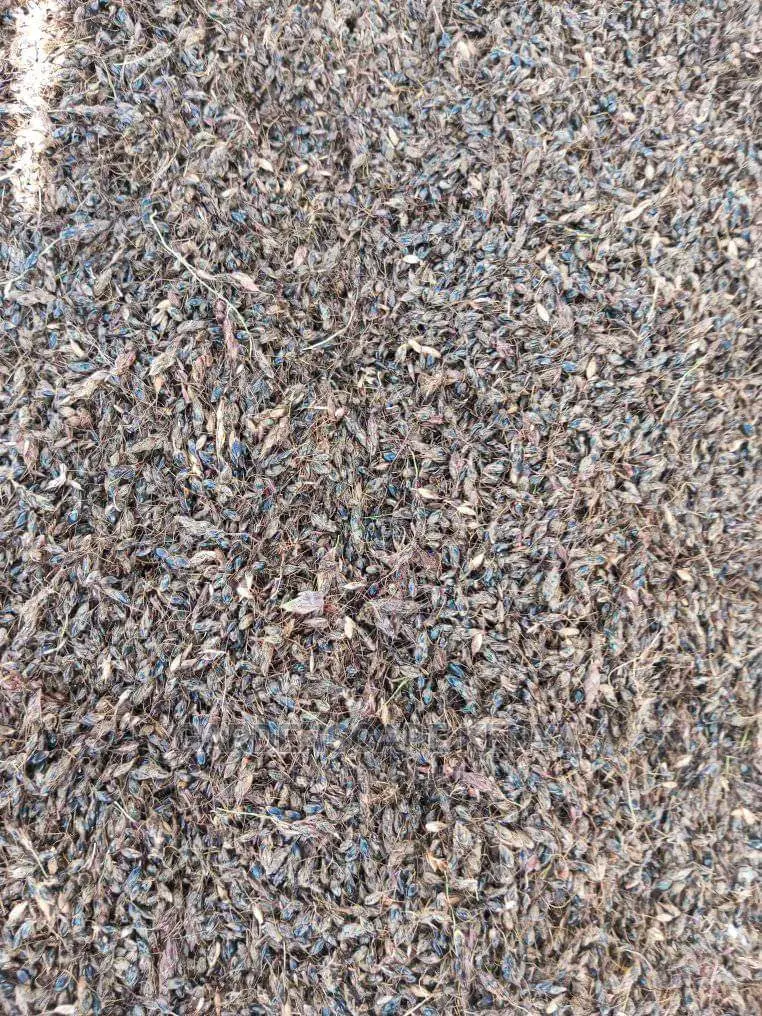 Hybrid Sudan Grass Seeds for Sale