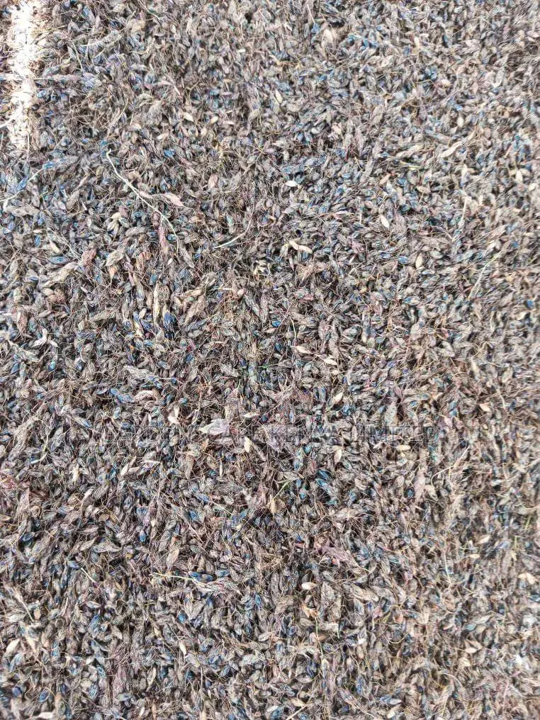 Hybrid Sudan Grass Seeds for Sale