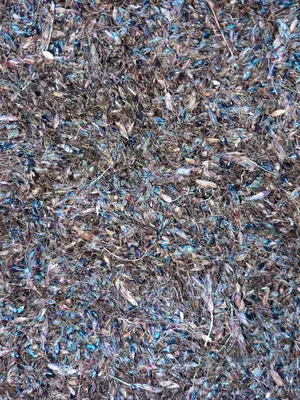 Hybrid Sudan Grass Seeds for Sale