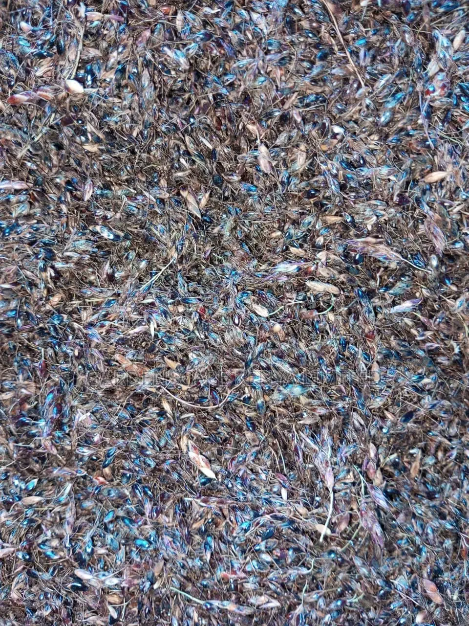 Hybrid Sudan Grass Seeds for Sale