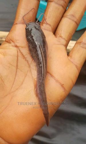 Fish Fingerlings on Sale