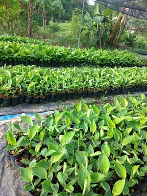 Banana Seedlings on Sale - main view