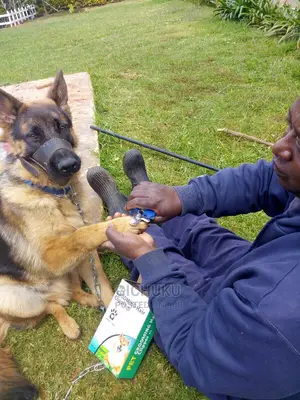 Dog ,Cat,Cow,Sheep,Pig,Rabbit,Poultry Veterinary Services