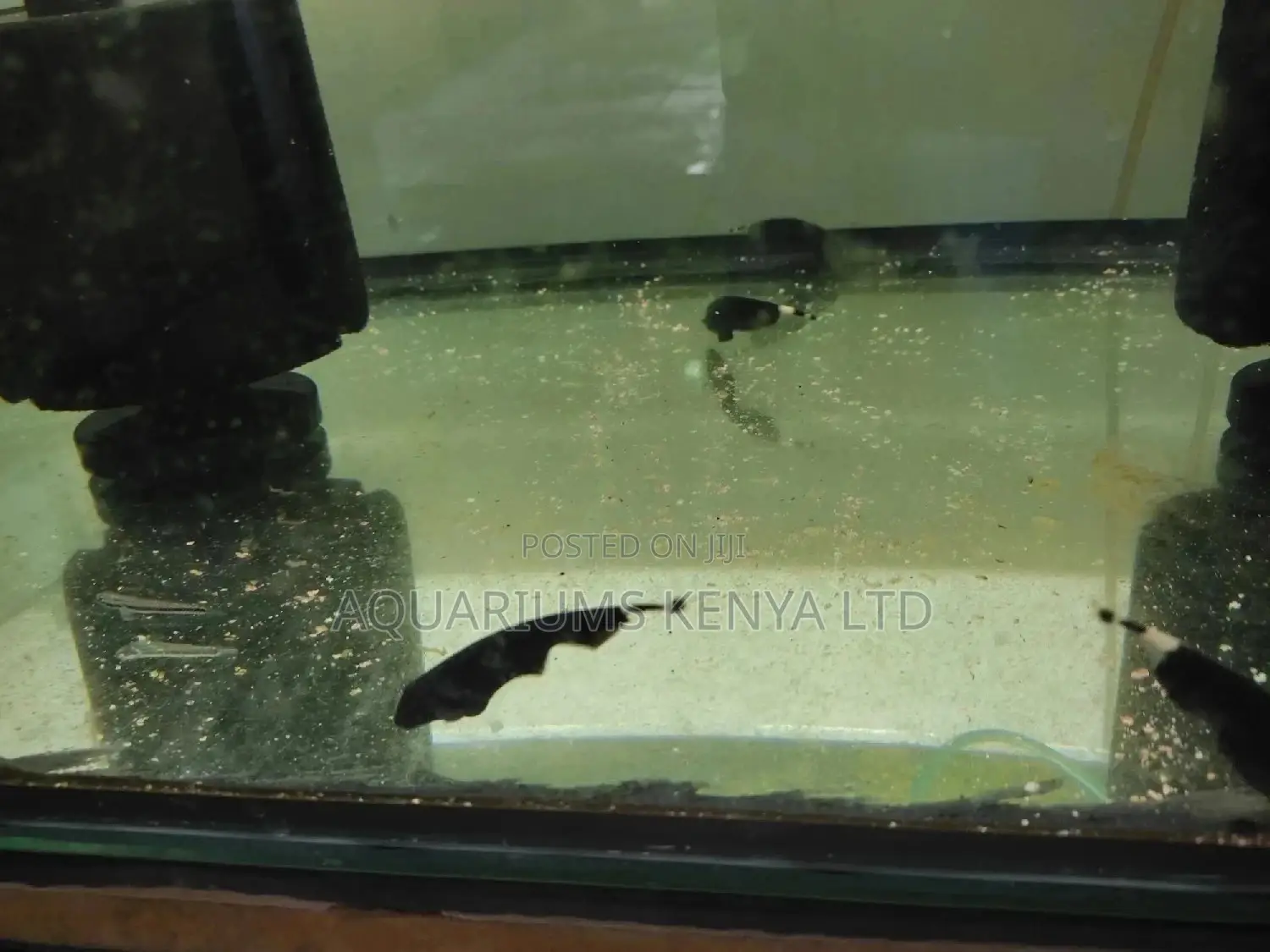 Gost Aquarium Fish, Knife Aquarium Fish, Black Gost