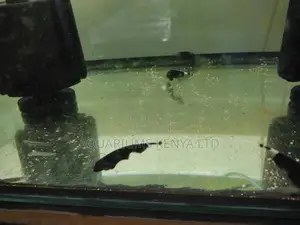 Gost Aquarium Fish, Knife Aquarium Fish, Black Gost