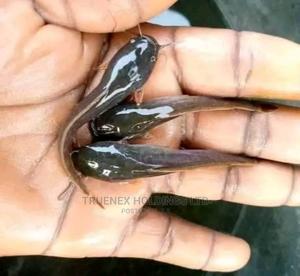 County Fish Fingerlings Sell - main view