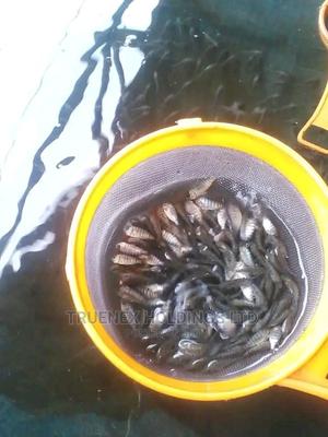 Kenya Fish Fingerlings Hub