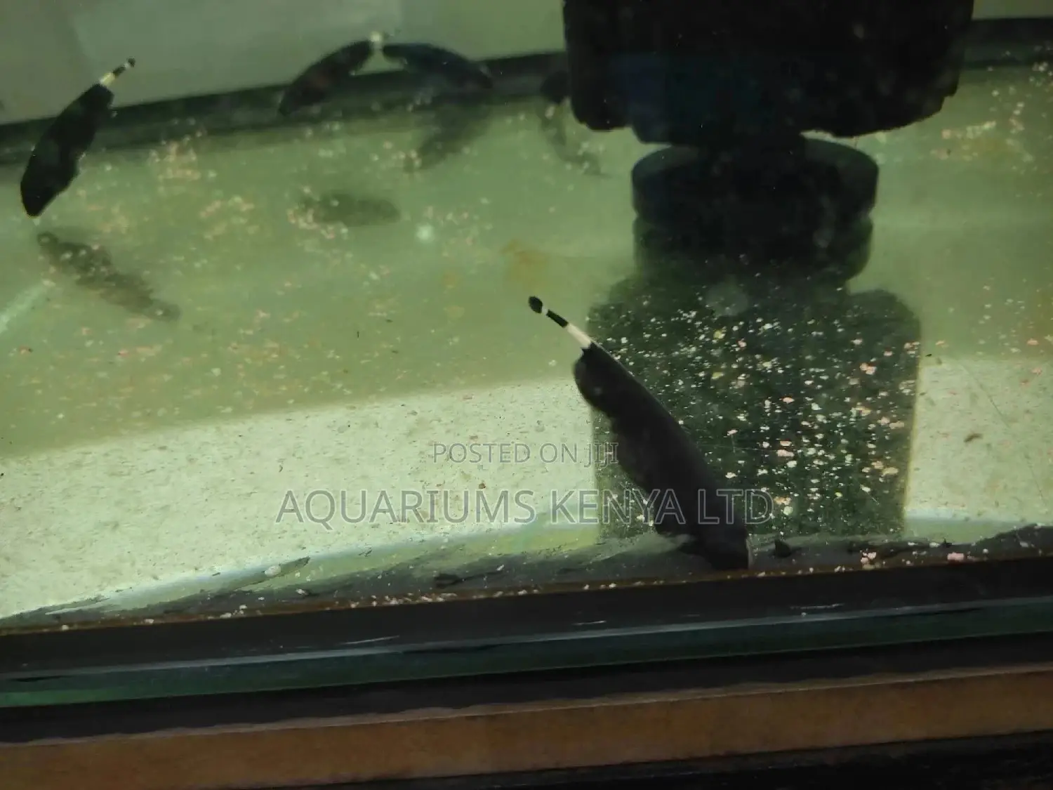 Knife Fish, Black Gost Fish, Aquarium Fish