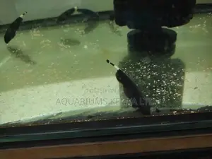 Knife Fish, Black Gost Fish, Aquarium Fish