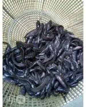 Fish Fingerlings for Aquaculture - main view