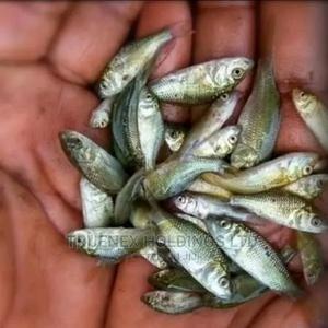 Aquaponic Fish Fingerlings Sale