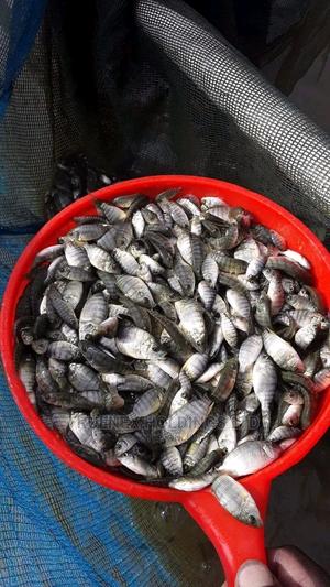 Sterelized Fish Fingerlings Sell - main view