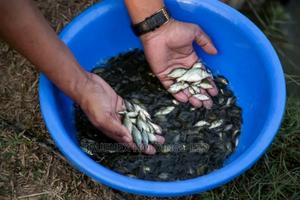 Quality Tilapia Fish Fingerling Sell - main view