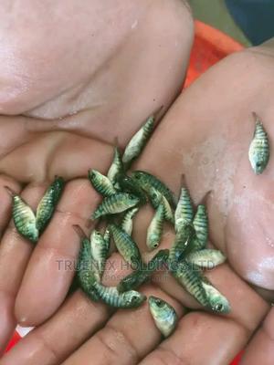 African Tilapia Fish Fingerlings