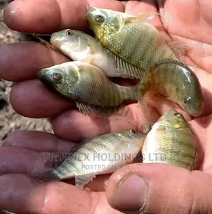 Niloticus Tilapia Fish Fingerlings - main view