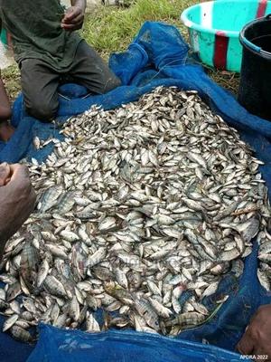 Mixed Breed Tilapia Fingerlings on Sale
