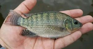 Wakulima Fish Fingerlings Sale - main view