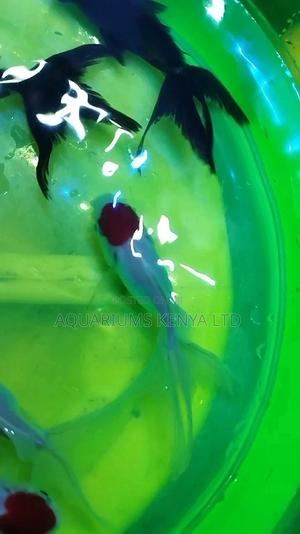 Redcups Beautiful - thumbnail 2