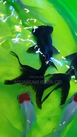 Aquarium Fish Blackmoores - thumbnail 2