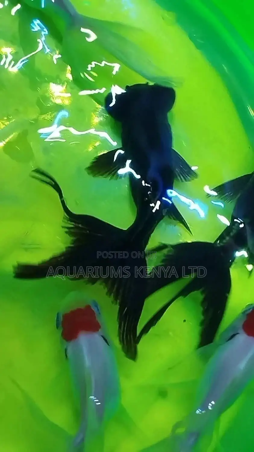 Aquarium Fish Blackmoores