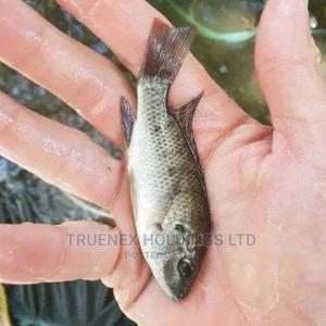Niloticus Fish Fingerlings Sale - main view