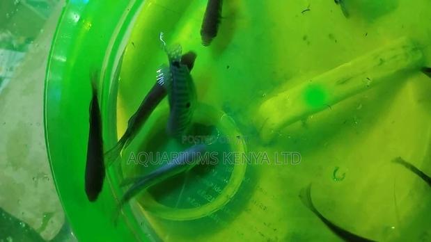 Aquarium Fish Gouramis - main view