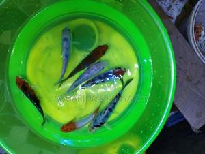 Khoi Aquarium Fish, Aquarium Fish - thumbnail 2