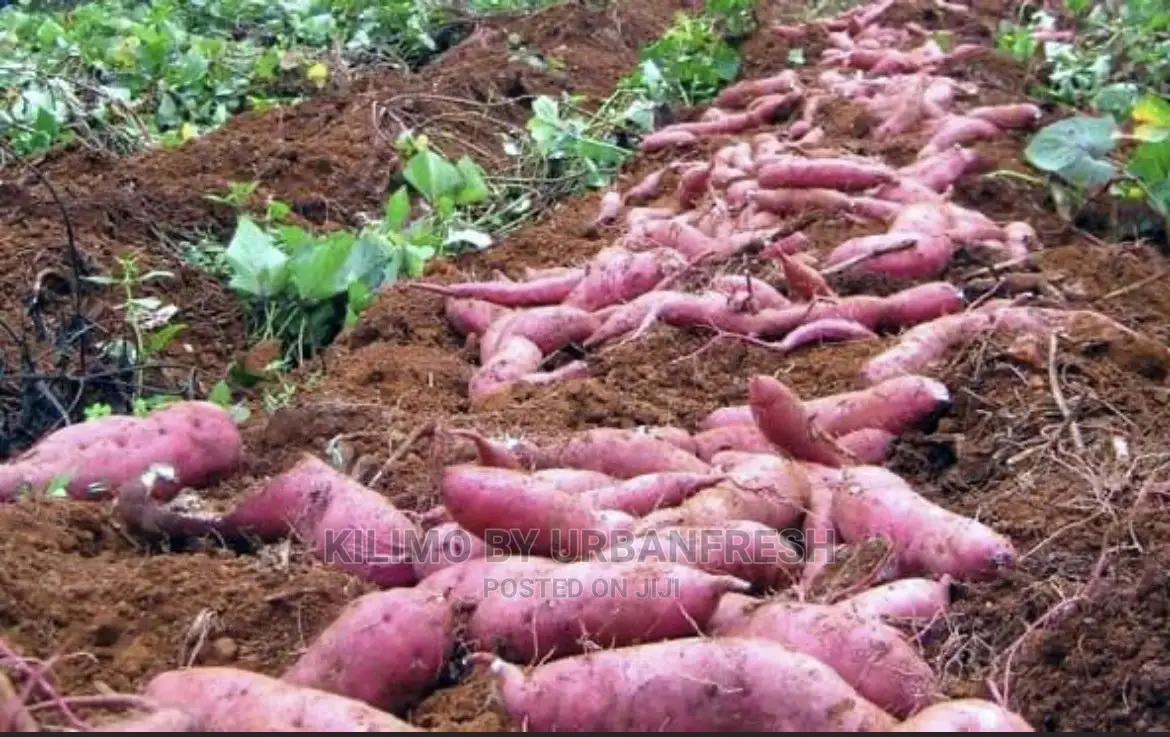 100 Sweet Potato Vines : Purple / Orange Fleshed.