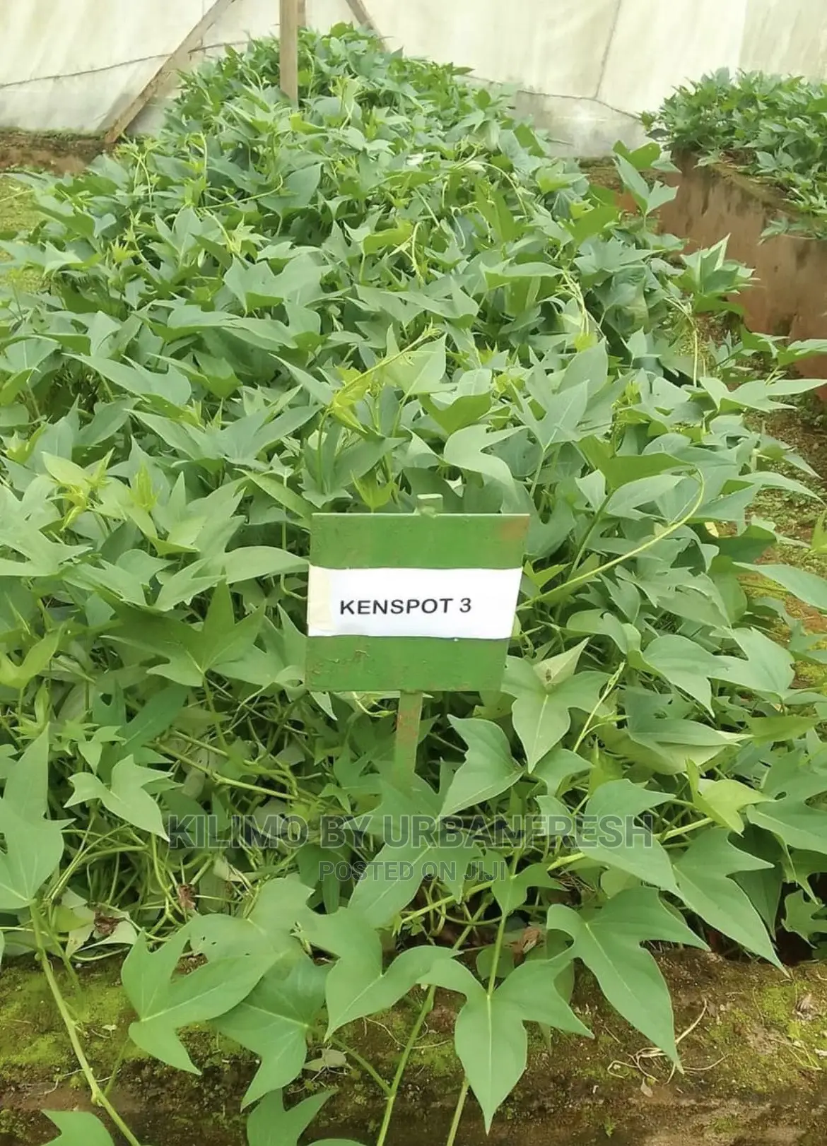 100 Sweet Potato Vines : Purple / Orange Fleshed.