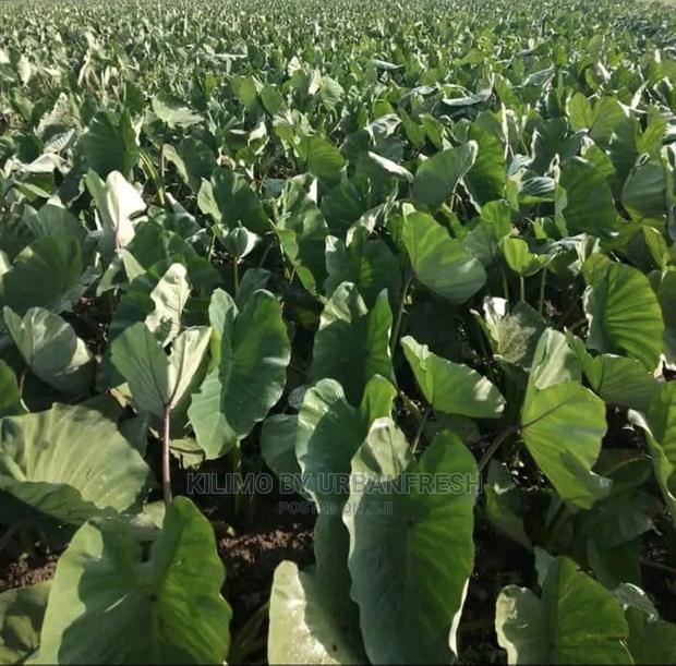 100 Arrowroot (Nduma) Suckers Cuttings Available - thumbnail 4