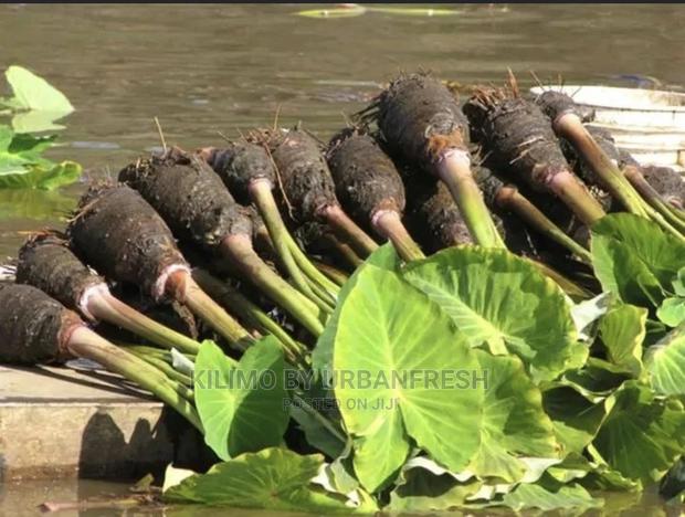 100 Arrowroot (Nduma) Suckers Cuttings Available - thumbnail 5