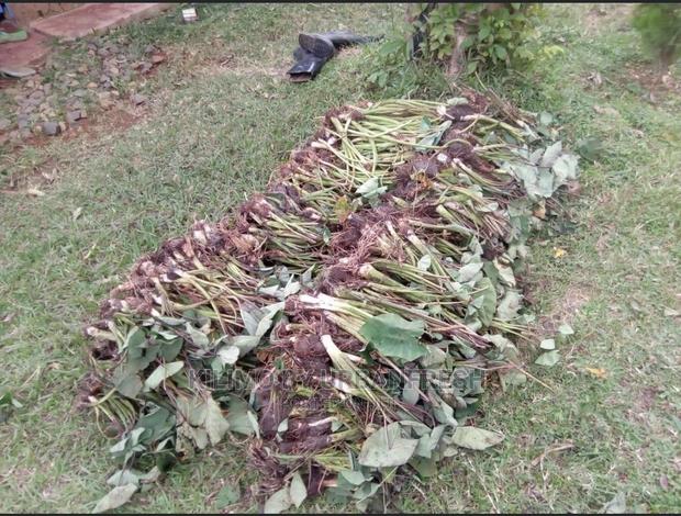 100 Arrowroot (Nduma) Suckers Cuttings Available - thumbnail 3